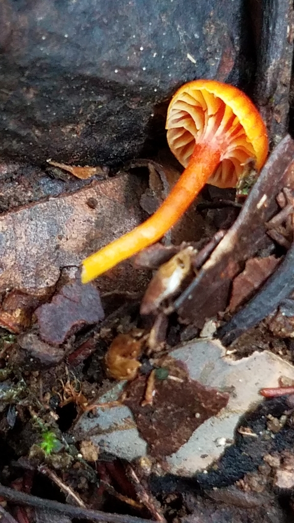 Hygrocybe minutula · February 2020 · photo: © alan_rockefeller (iNaturalist, cc-by-sa)