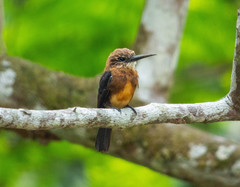 Brachygalba lugubris