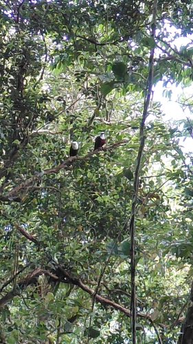 Three-wattled Bellbird (Procnias tricarunculatus)
