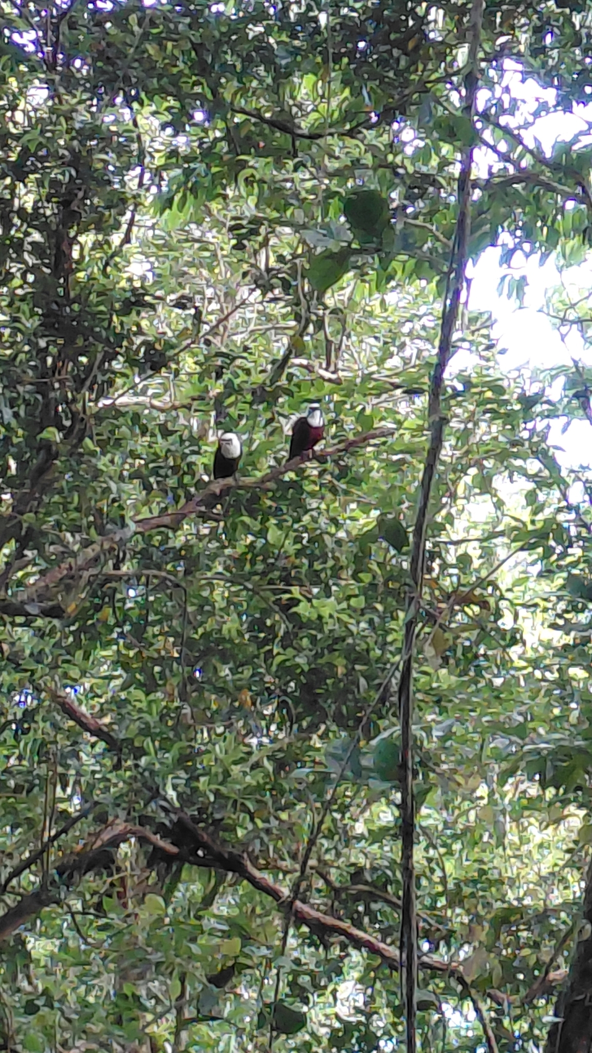Three-wattled Bellbird (Procnias tricarunculatus), photo 1