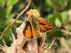 Ochlodes sylvanoides catalina