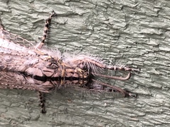 Acanthaclisini