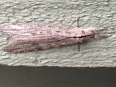 Acanthaclisini
