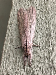 Acanthaclisini