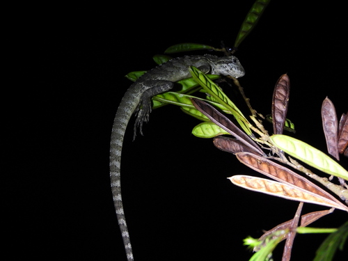 Gariau Forest Dragon, Hypsilurus magnus