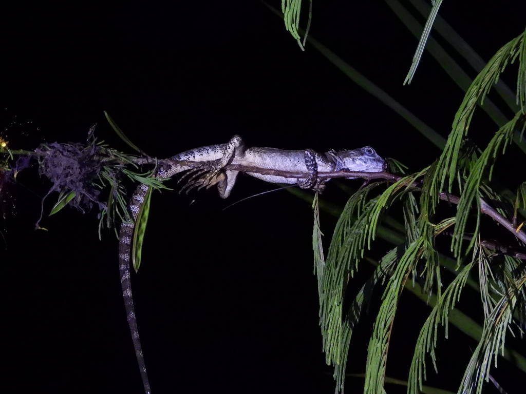 Gariau Forest Dragon (Hypsilurus magnus)