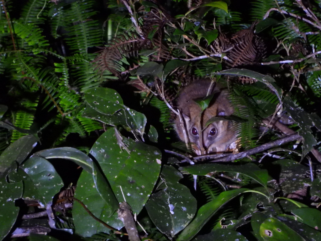 Arfak Ringtail