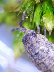 Porcellium collicola