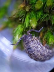Porcellium collicola