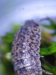 Porcellium collicola