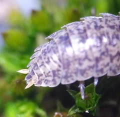 Porcellium collicola