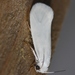Yucca Moth - Photo (c) Andy Reago & Chrissy McClarren, some rights reserved (CC BY)