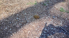 Bufo bufo