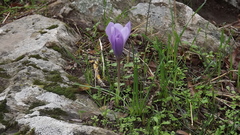 Crocus serotinus clusii