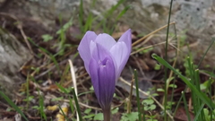 Crocus serotinus clusii