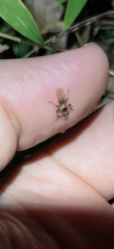 Unknown species found near United States