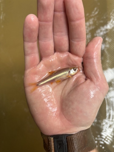 Redlip Shiner