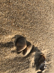 Macridiscus aequilatera