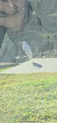 Ardea alba