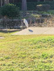 Ardea alba