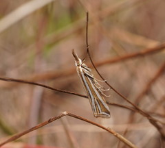 Hednota relatalis