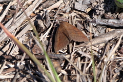 Argyrostrotis deleta