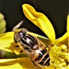 Eristalinus quinquestriatus