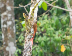 Lepidocolaptes souleyetii