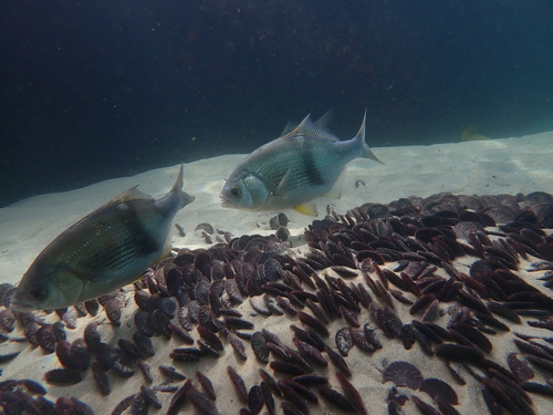 Pile perch (Rhacochilus vacca) — Embiotocidae — 5