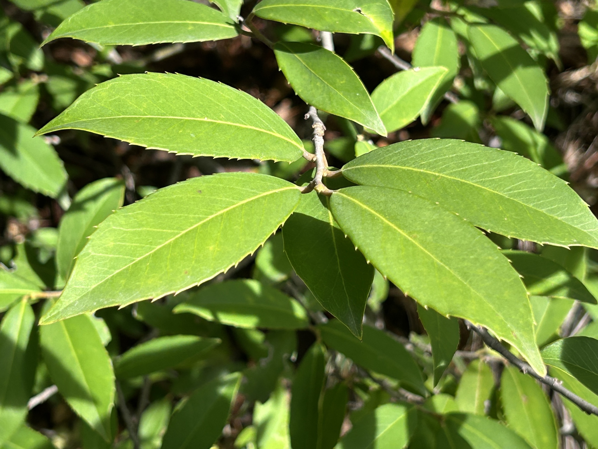 Holly