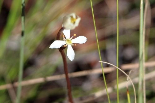 White screwstem (Bartonia verna)