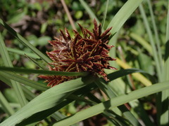 Cyperus planifolius