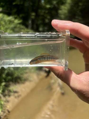 Roanoke Darter