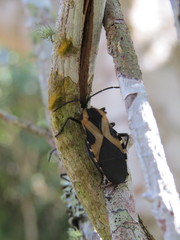 Sephina vinula