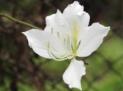 Bauhinia variegata candida