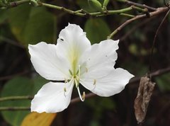 Bauhinia variegata candida