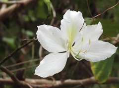 Bauhinia variegata candida