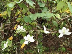 Bauhinia variegata candida