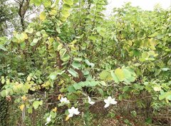 Bauhinia variegata candida