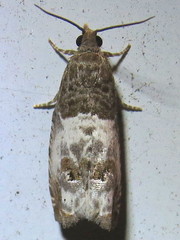 Notocelia rosaecolana