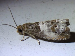 Notocelia rosaecolana