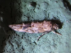 Mompha stellella