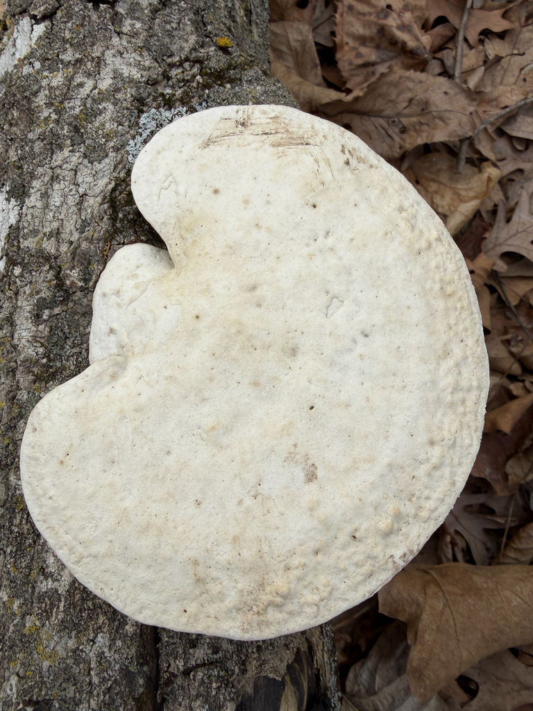 Trametes aesculi · February 2026 · photo: © kefreecomo (iNaturalist, cc-by)