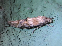 Mompha stellella