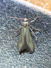 Schreckensteiniidae