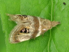 Prochoreutis extrincicella