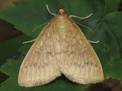 Framinghamia helvalis