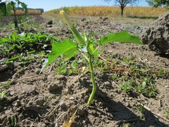 Datura stramonium