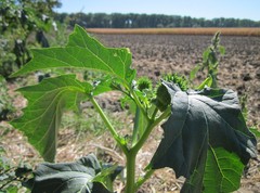 Datura stramonium
