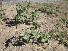 Datura stramonium